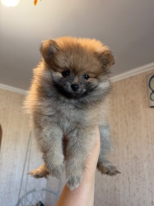 Щенок Померанского Шпица
