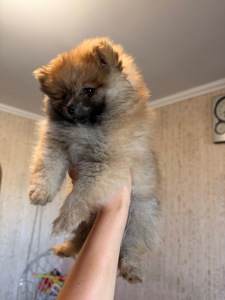 Щенок Померанского Шпица