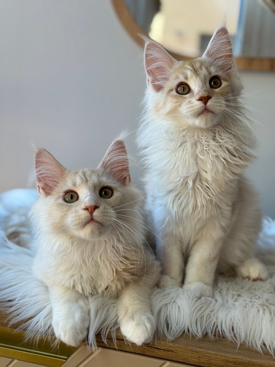 Котята Мейн куны готовы переехать в семью