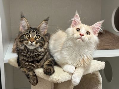 Котята Мейн куны готовы переехать в семью