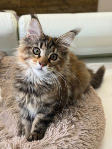 Котята Мейн куны готовы переехать в семью