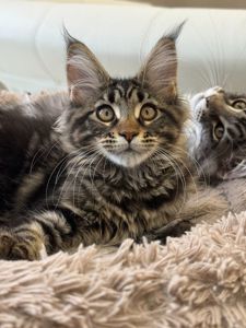 Котята Мейн куны готовы переехать в семью