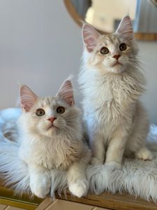 Котята Мейн куны готовы переехать в семью