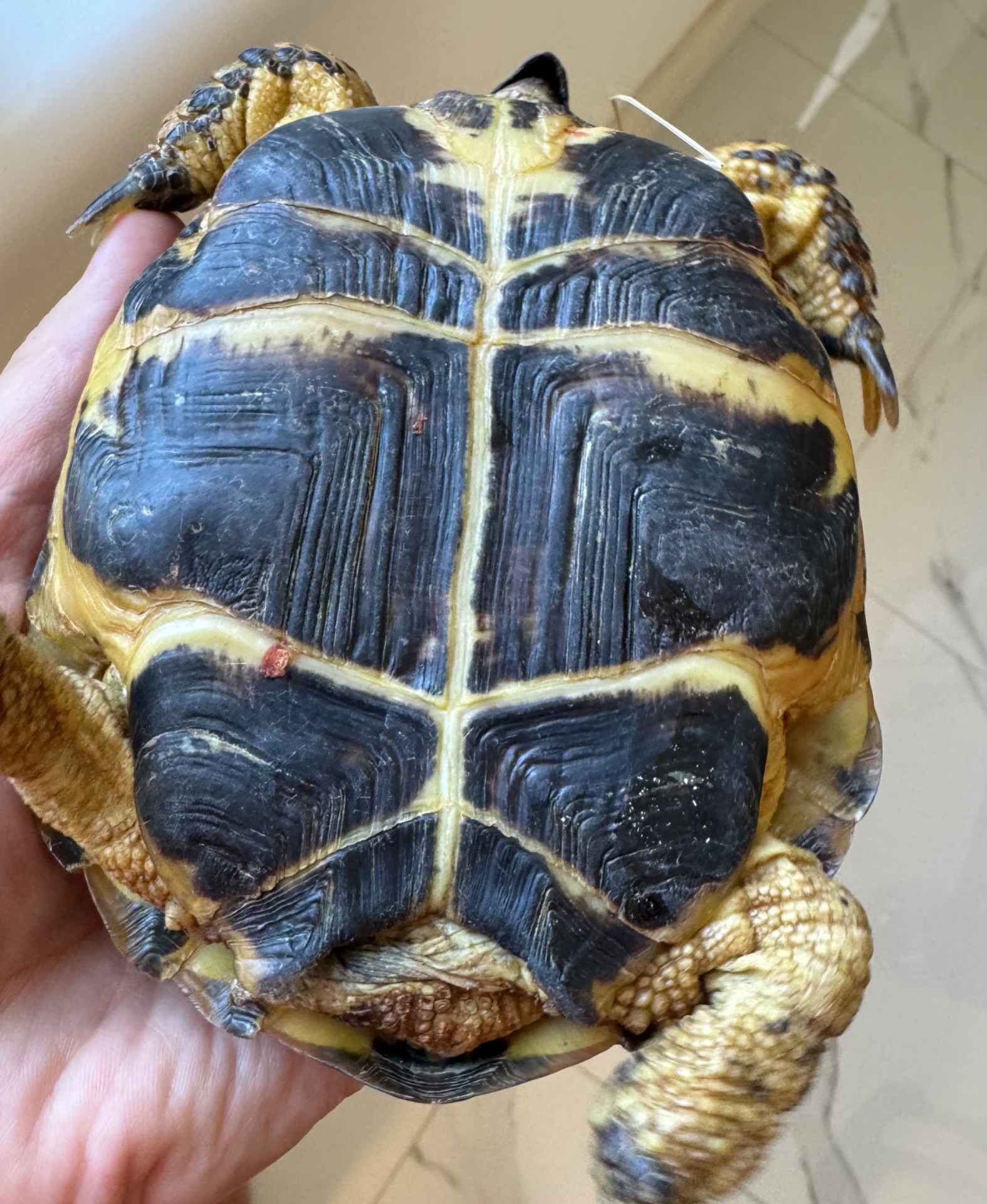 Доросла середньоазійська черепаха 🐢