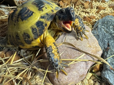 Доросла середньоазійська черепаха 🐢