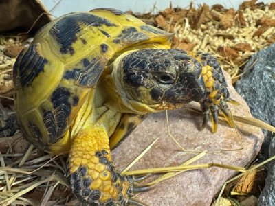 Доросла середньоазійська черепаха 🐢