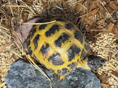Доросла середньоазійська черепаха 🐢