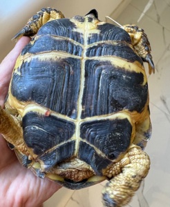 Доросла середньоазійська черепаха 🐢