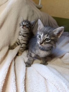Кошенята-тигренята