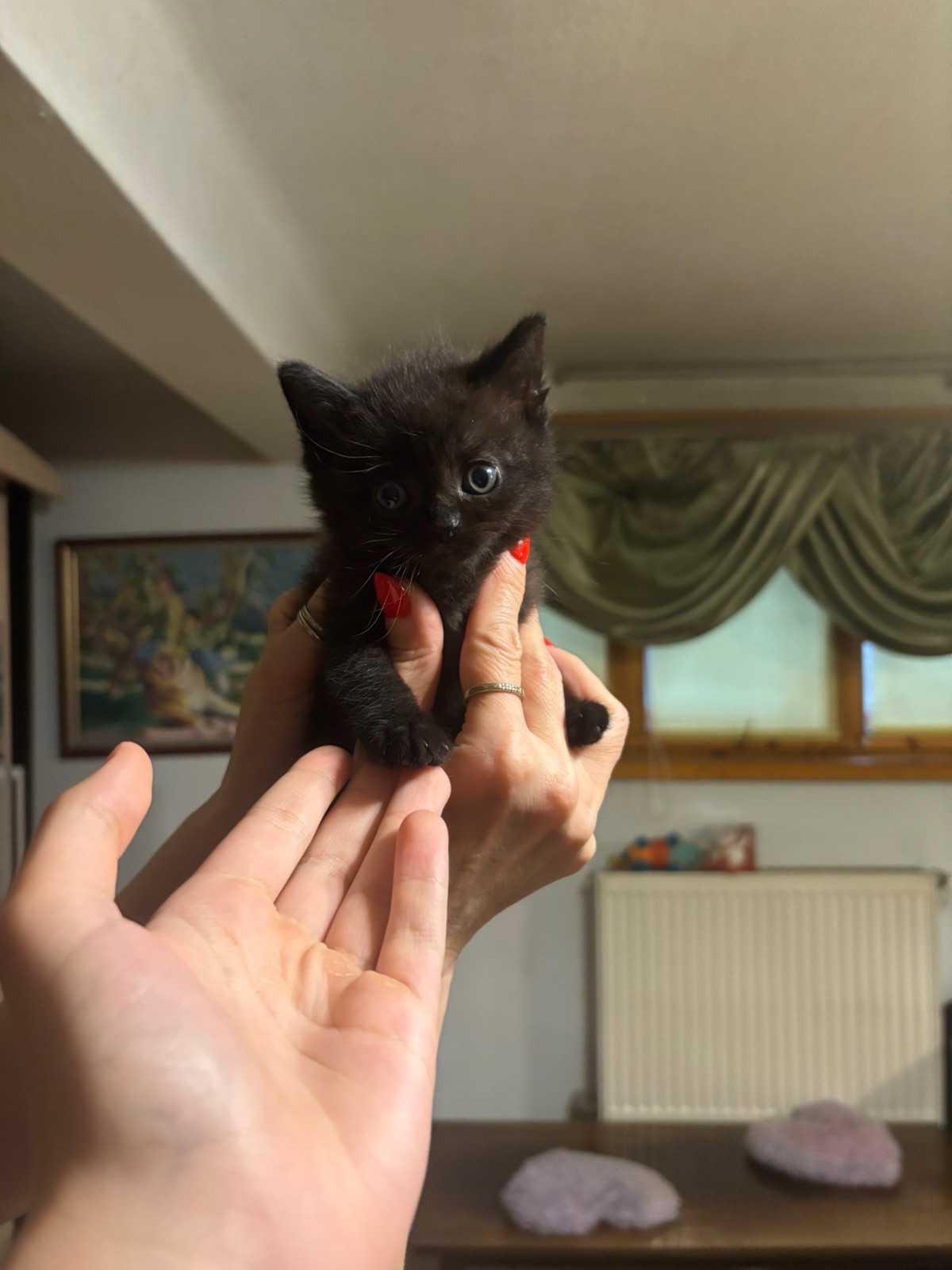 Віддамо кошенят у добрі руки