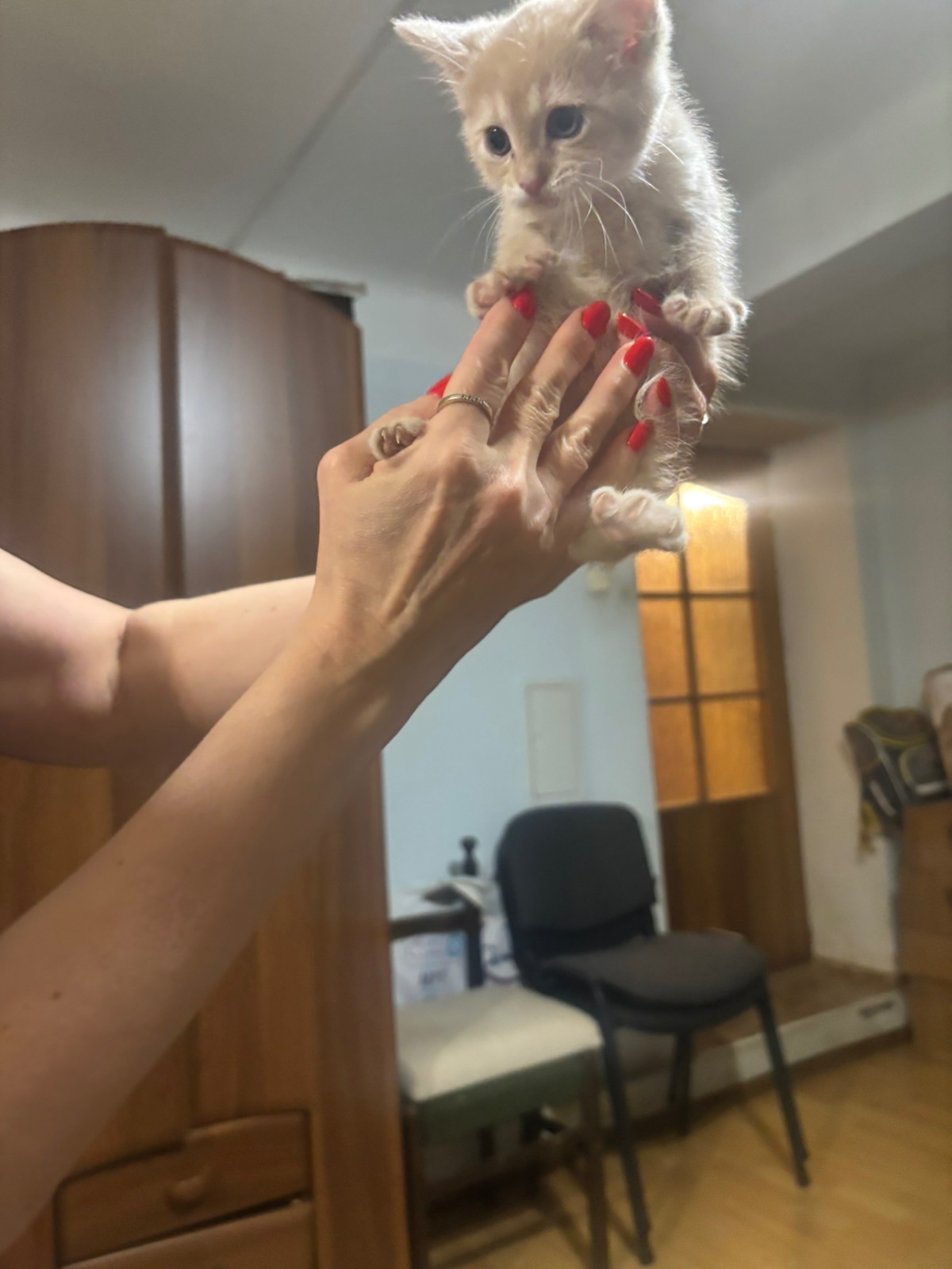 Віддамо кошенят у добрі руки