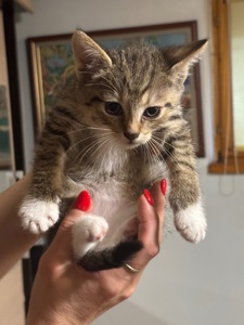 Віддамо кошенят у добрі руки