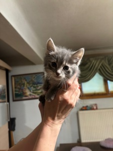 Віддамо кошенят у добрі руки