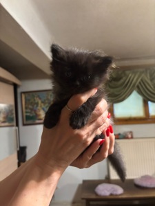 Віддамо кошенят у добрі руки