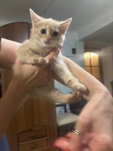 Віддамо кошенят у добрі руки