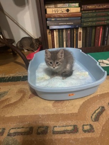 Віддамо кошенят у добрі руки