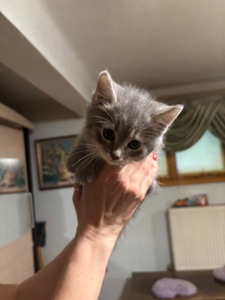 Віддамо кошенят у добрі руки
