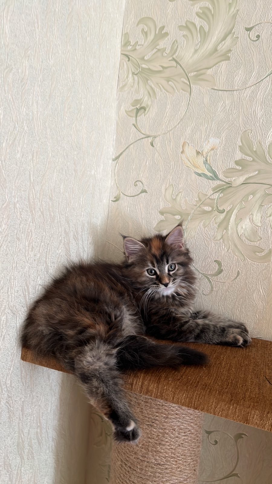 Кошечка породы мейн кун