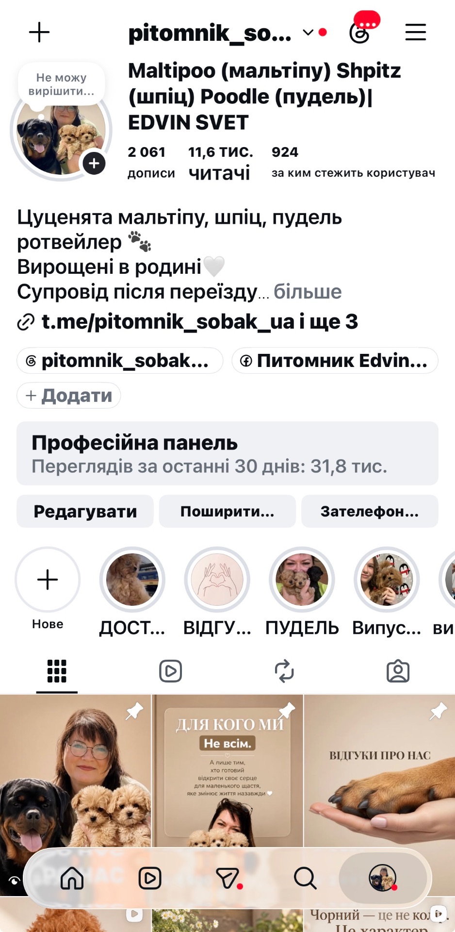 Китайский пудель тикап, счастье в семью