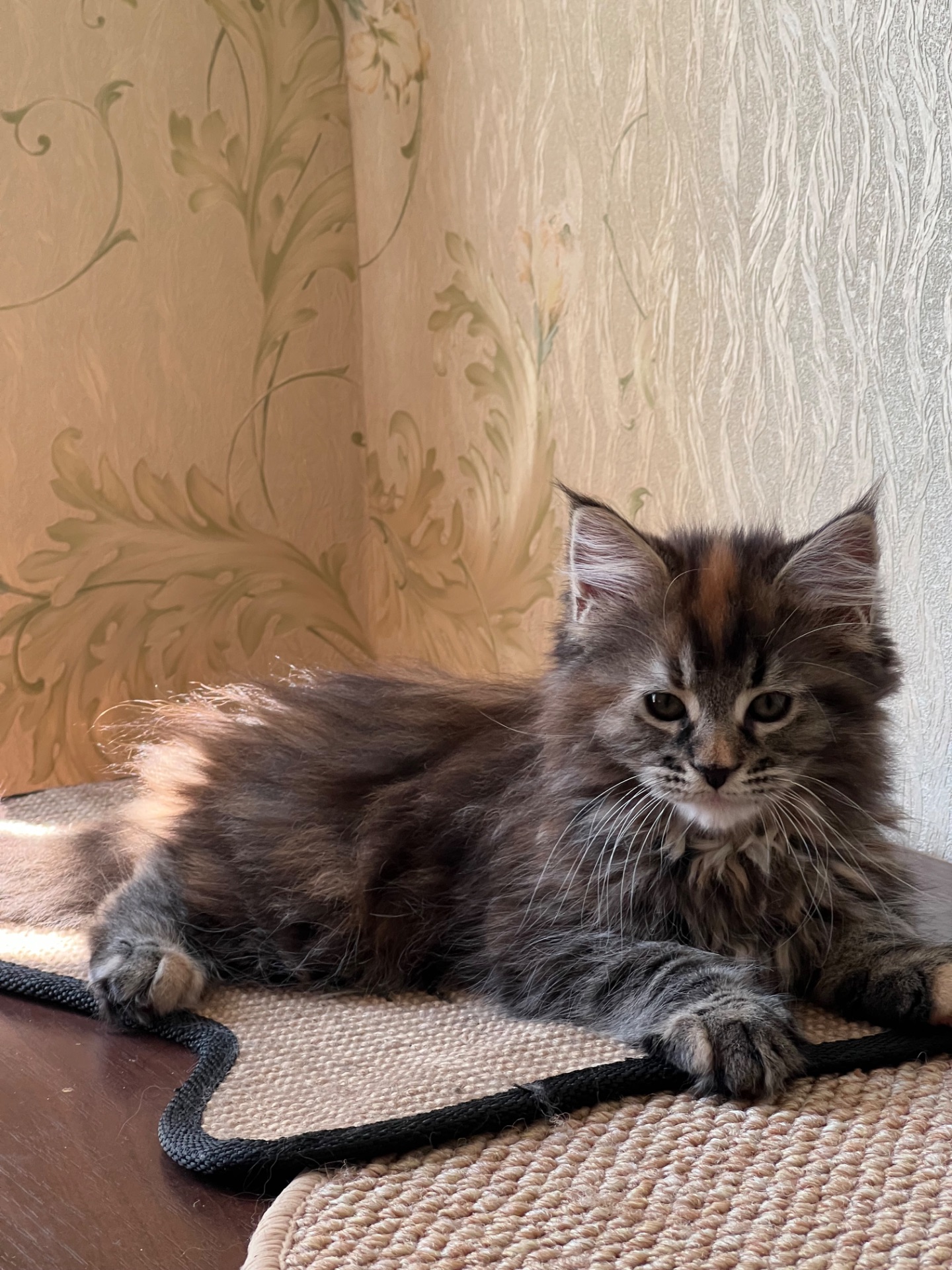 Кошечка породы мейн кун