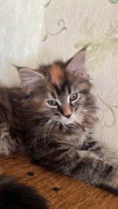 Кошечка породы мейн кун