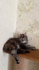 Кошечка породы мейн кун