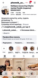 Китайский пудель тикап, счастье в семью