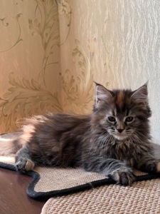 Кошечка породы мейн кун