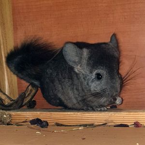 Маленький самец шиншиллы Эбони носитель ангоры и фиолета