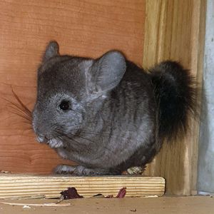 Маленький самец шиншиллы Эбони носитель ангоры и фиолета