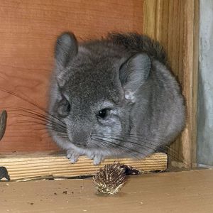 Маленький самец шиншиллы Стандартная ангора с легкой львиной гривой
