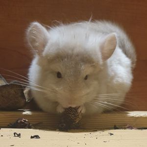 Маленькая самочка шиншиллы Бежевая ангора