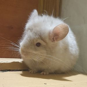 Маленькая самочка шиншиллы Бежевая ангора