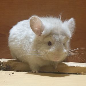 Маленькая самочка шиншиллы Бежевая ангора