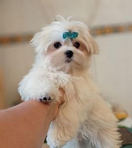 Хлопчик мальтезе