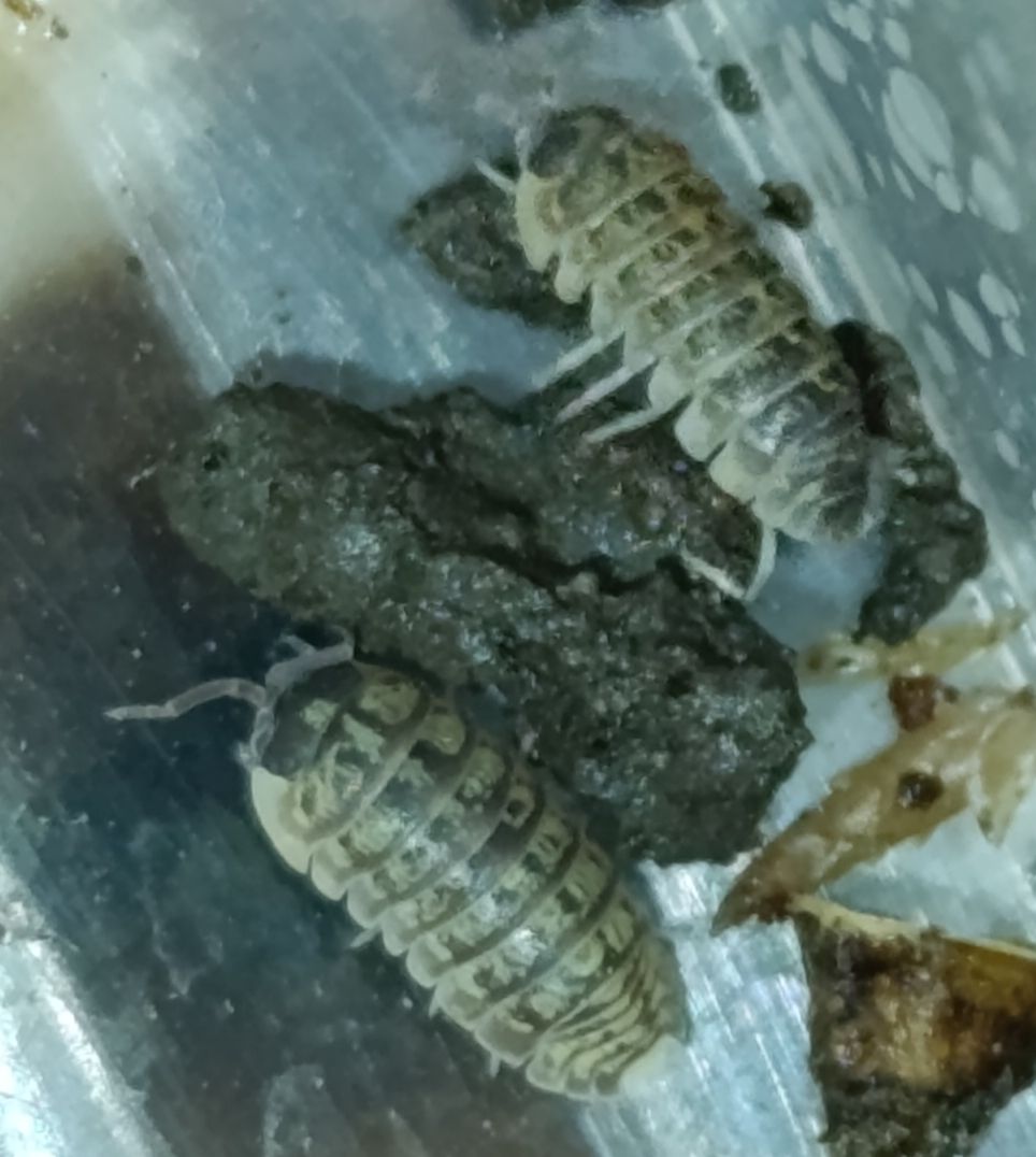 Мокриці Wild Spotted (Armadillidium vulgare 'Wild Spotted')