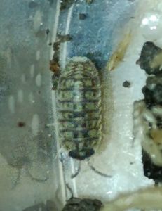 Мокриці Wild Spotted (Armadillidium vulgare 'Wild Spotted')