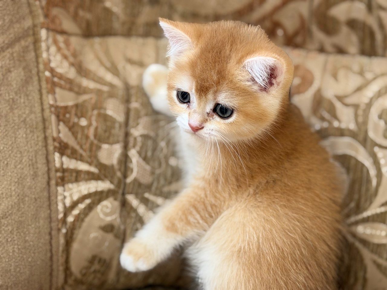 Золотий зеленоокий хлопчик