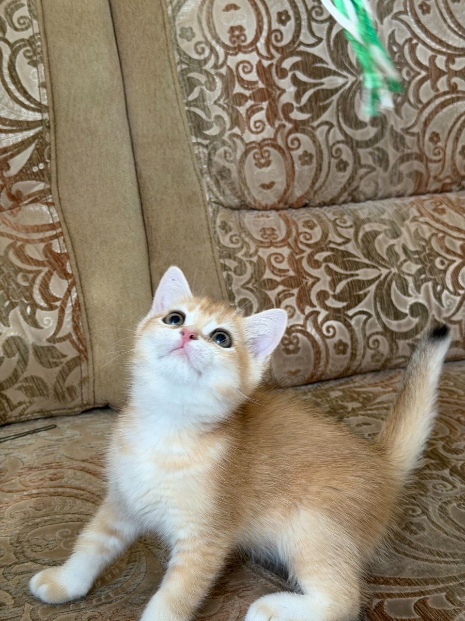Золотий зеленоокий хлопчик