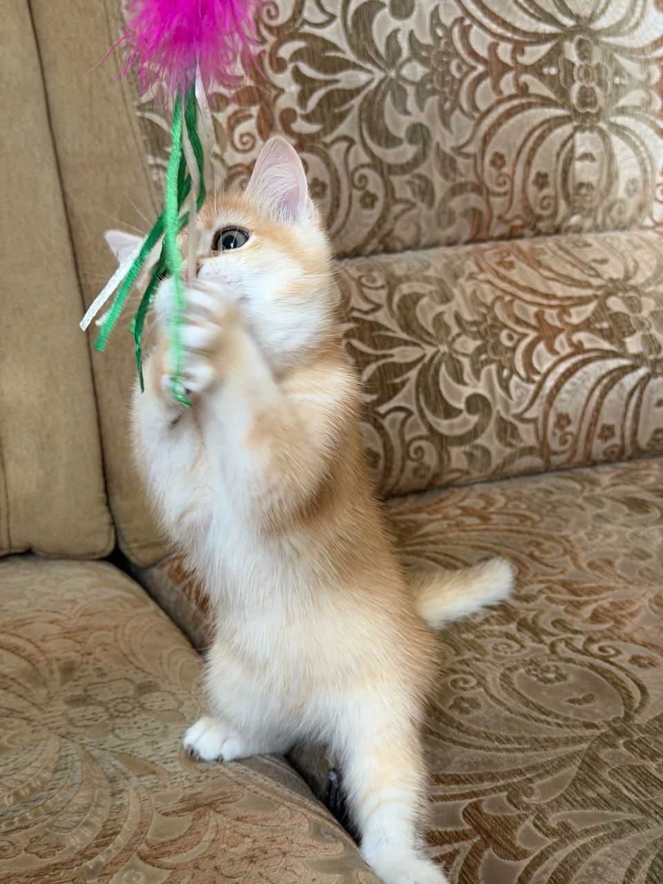 Золотий зеленоокий хлопчик