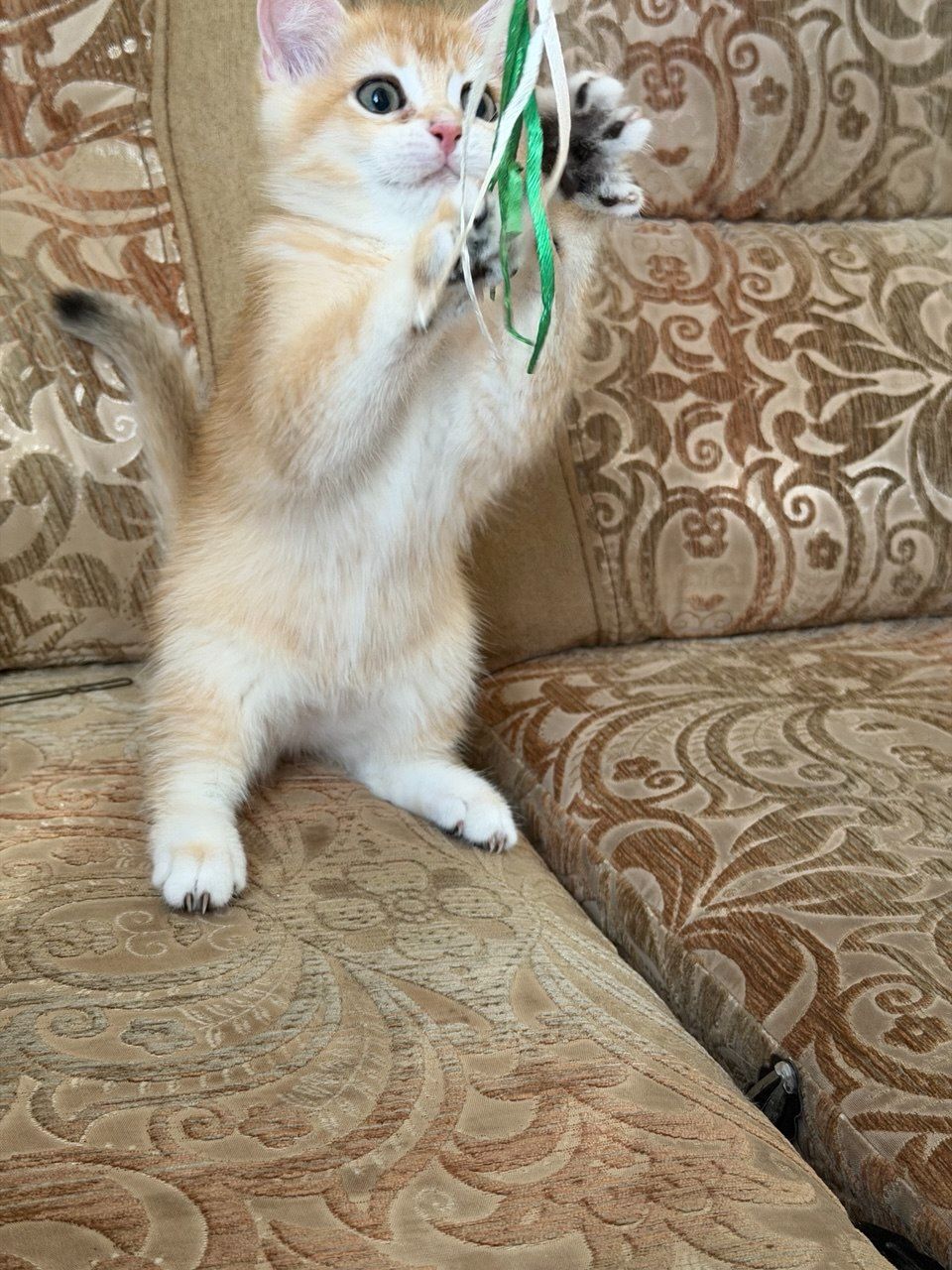 Золотий зеленоокий хлопчик