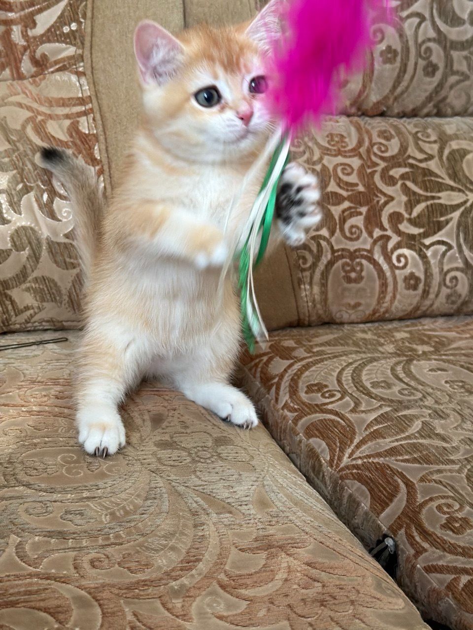 Золотий зеленоокий хлопчик