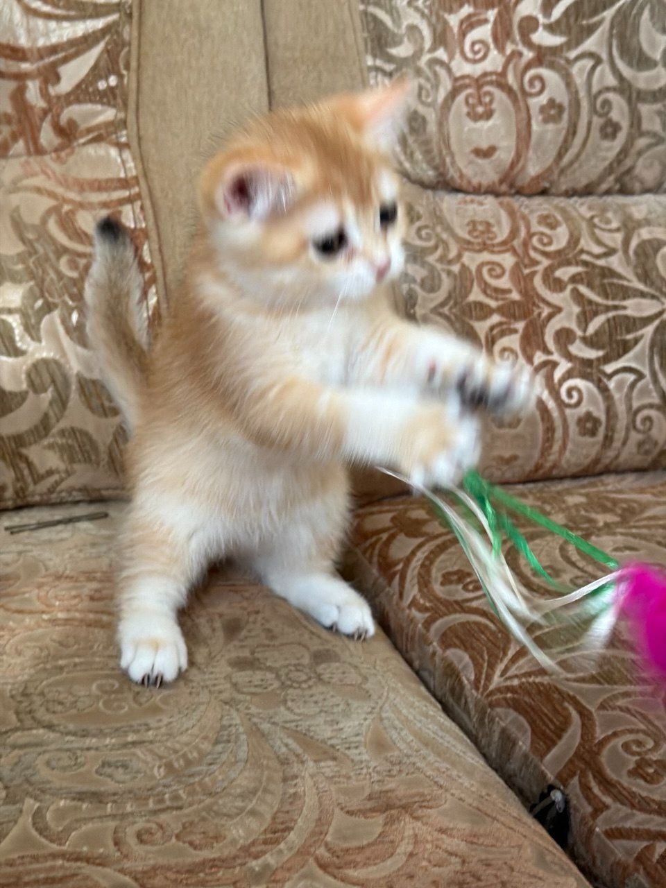 Золотий зеленоокий хлопчик