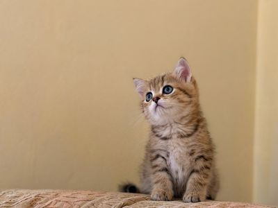 Ніжна британська крихітка шиншила