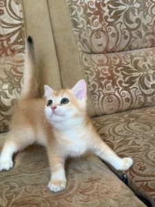 Золотий зеленоокий хлопчик