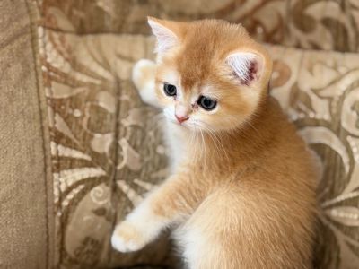 Золотий зеленоокий хлопчик