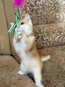 Золотий зеленоокий хлопчик