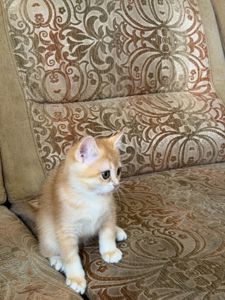 Золотий зеленоокий хлопчик
