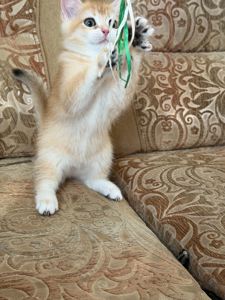 Золотий зеленоокий хлопчик
