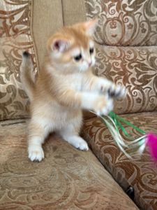 Золотий зеленоокий хлопчик